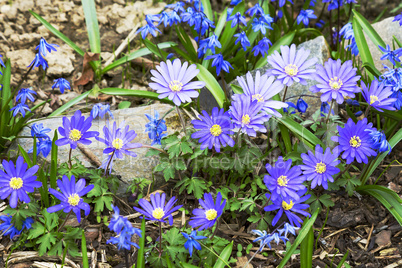 Garden flowers in spring, hepatica