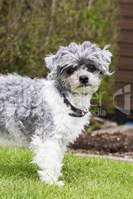 Small breed dog in garden