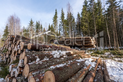 Timber harvesting. Logger working in winter forest