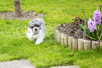 Small breed dog in garden