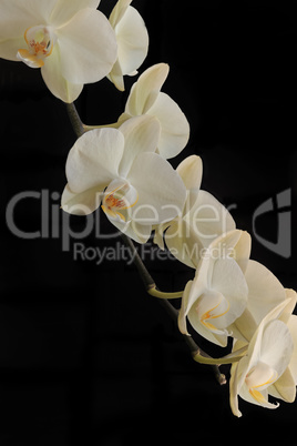 Orchid on black background