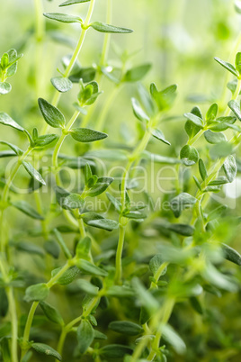 thyme