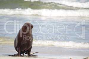 Australischer Seelöwe (Neophoca cinerea)