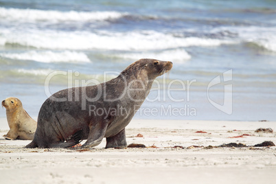 Australischer Seelöwe (Neophoca cinerea)