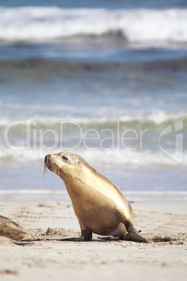 Australischer Seelöwe (Neophoca cinerea)