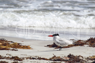 Raubseeschwalbe (Hydroprogne caspia)