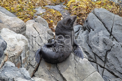 Neuseeländischer Seebär (Arctocephalus forsteri)