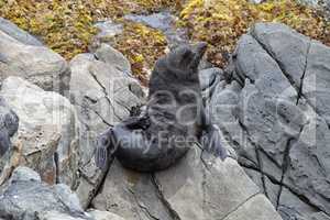 Neuseeländischer Seebär (Arctocephalus forsteri)