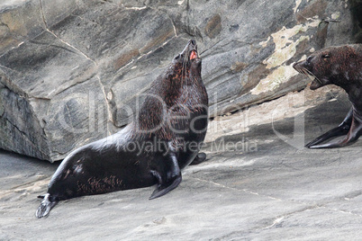 Neuseeländischer Seebär (Arctocephalus forsteri)