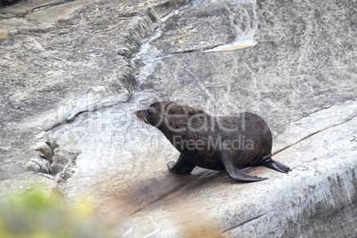 Neuseeländischer Seebär (Arctocephalus forsteri)