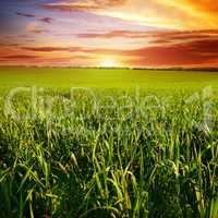 Beautiful sunset on wheat field