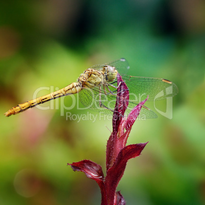 Large dragonfly