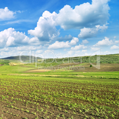 sunflower field and beautiful sky