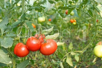 Tomatoes bunch in greenhouse