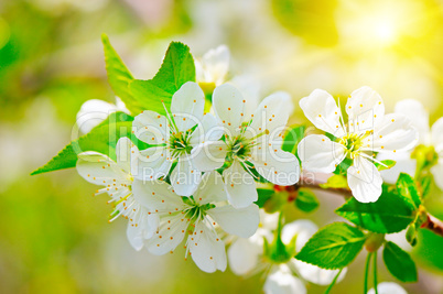 blooming branch of cherry in the sun