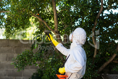 Man spraying insecticide on tree