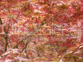 Red maple acer tree