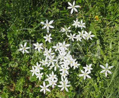 Star of Bethlehem flower