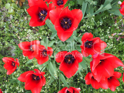 Red Tulips flower