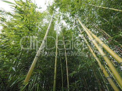 Bamboo tree perspective