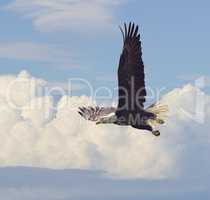 Bald Eagle in Flight