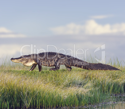 Large Florida Alligator