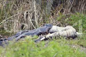 Large Florida Alligator Eating