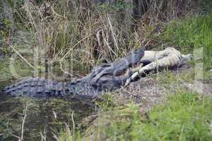 Large Florida Alligator Eating