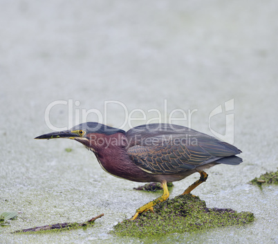 Green Heron Fishing