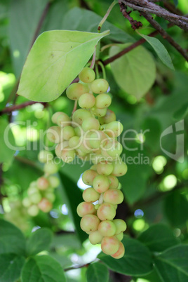 branches of schisandra with green not ripe berries