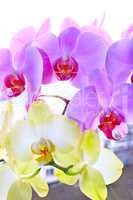 branch of pink and yellow orchids