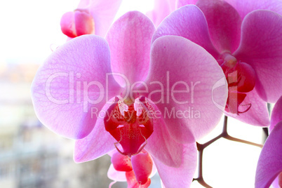 branch of pink orchids