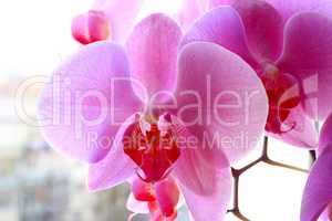 branch of pink orchids