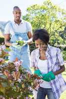 Young couple gardening together