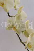 Cream colored orchids on light background