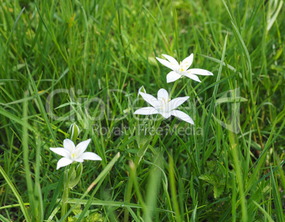 Star of Bethlehem flower