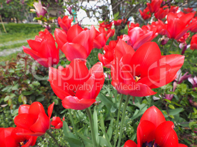 Red Tulips flower