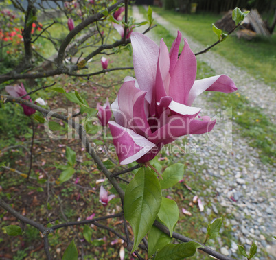 Magnolia tree flower