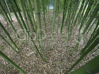 Bamboo tree perspective