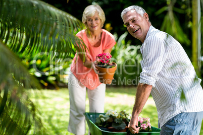 Senior couple with wheelbarrow and flower pot in yard