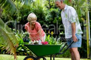 Senior couple holding wheelbarrow and flower pots