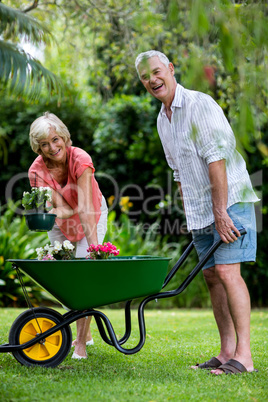 Senior couple with wheelbarrow and flower pots in yard