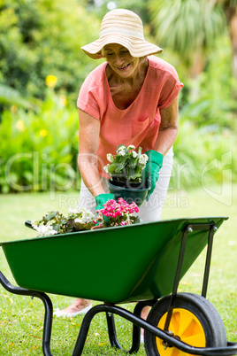 Senior woman holding flower pots in yard