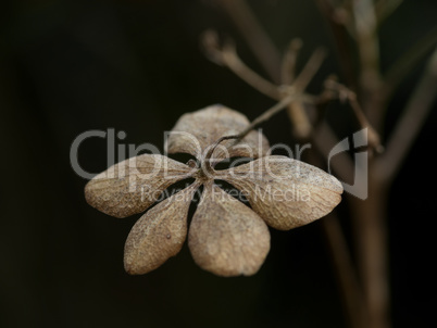 trockenes Blatt