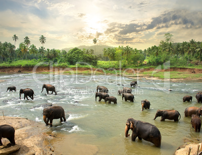 Elephants in water