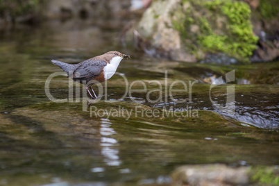 Wasseramsel