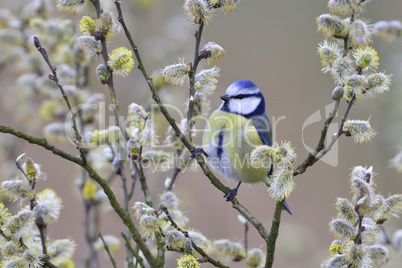 Blaumeise