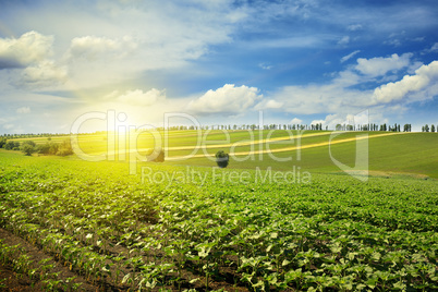 sunrise over a sunflower field