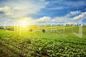 sunrise over a sunflower field