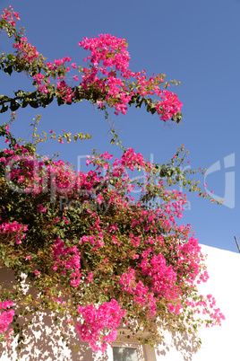 Bougainvillea